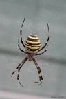 Argiope ( Ragno Vespa )