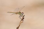 Libellula