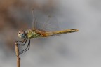 libellula