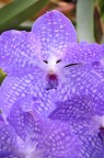 Faccia di Orchidea Faccia di Orchidea