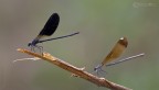 Calopterigidi in coppia Calopterigidi in coppia
