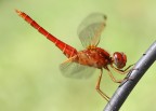 Crocothemis erythraea