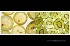Fruit Fruit