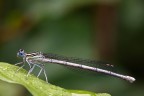 Platycnemis pennipes Platycnemis pennipes