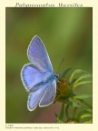 Polyommatus thersites