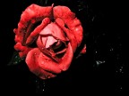 Rosa rossa... Rosa rossa...