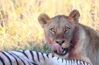 leoni, botswana leoni, botswana
