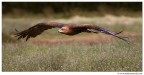 Eagle Eagle