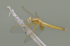 libellula