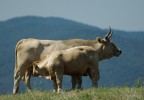 bovini al pascolo bovini al pascolo