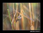dragon fly