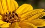 yellow yellow