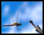 in volo in volo