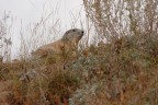 marmotta marmotta