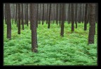 Tappeto di felci Tappeto di felci
