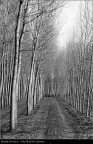 Strada nel bosco Strada nel bosco