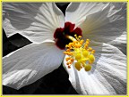 Hibiscus Hibiscus