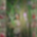 �t� campagnard - LE PLAISIR