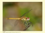 Riprovo con la libellula Riprovo con la libellula