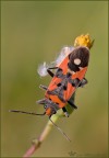 Lygaeus equestris Lygaeus equestris
