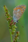 Licenide bagnata Licenide bagnata