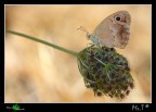 Coenonympha pamphilus Coenonympha pamphilus