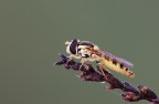 Sirfide Sirfide