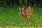 capriolo capriolo