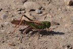 locusta locusta