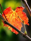 Ecco l'Autunno
