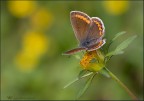Aricia agestis Aricia agestis