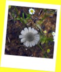 Matricaria recutita Matricaria recutita
