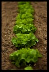 salad_dof