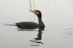 cormorano