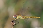 Sympetrum fonscolombi