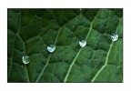 gioielli su panno verde...... gioielli su panno verde......