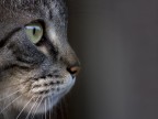 gatto... gatto...