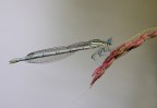 Platycnemis pennipes Platycnemis pennipes