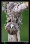 Araneus angulatus Araneus angulatus