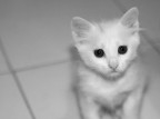 Occhi Occhi