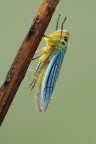 cicadella's stretching