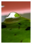 Micromondo