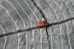 Una rossa in bianco e nero