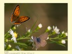Questo fiore è mio... Questo fiore è mio...