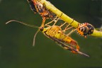 Mosca scorpione Mosca scorpione
