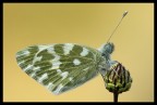 Pontia edusa Pontia edusa