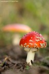 Amanita Muscaria