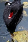 Black swan Black swan