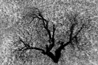 Bronchiale Bronchiale