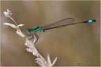 Ischnura genei Ischnura genei